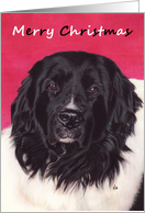 Landseer Newfoundland Dog Painting Christmas card