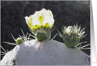 cactus flower in sunshine all-occasion card