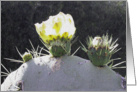 cactus flower in sunshine all-occasion card