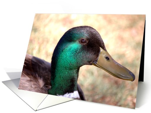 Mallard Drake, close-up head shot card (73380)