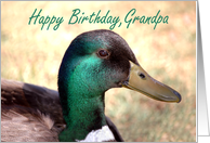 Happy Birthday, Grandpa card