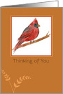 Thinking of You Red Cardinal Bird card