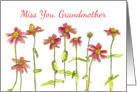 Miss You Grandmother Red Zinnia Flower Watercolor card