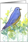 Bluebird on Sagebrush Watercolor Illustration Blank card
