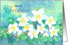 Merry Christmas Holiday Hellebore Flowers card