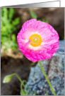 Bright Pink Poppy Flower Photograph Blank Notecard card
