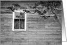 Vintage Window Juniper Tree Black White Photography Notecard card