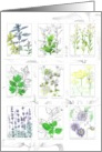 National Herb Day May Medicinal Plants Watercolor card
