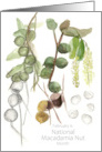 Macadamia Nut Month February Botanical Plant Art card