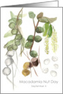 Macadamia Nut Day September 4 Botanical Plant Art card