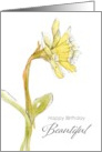 Happy Birthday Beautiful Daffodil Yellow Spring Flower card