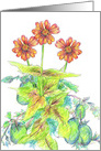Red Zinnia Flowers Tomatoes Blank card