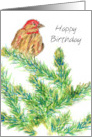 Happy Birthday Business Client Finch Bird Pine Tree card