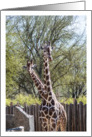 Giraffes Zoo Animals Wildlife Photography Blank card