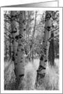 Aspen Trees Black and White Photograph card