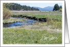 I’m Sorry Mountain Stream Yellow Wildflowers Photograph card