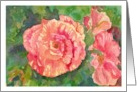 Pink Champagne Cabbage Roses Watercolor Flowers Blank card