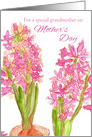 For A Special Grandmother on Mother’s Day Pink Hyacinths card