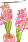 Pink Hyacinths Flower Bulbs Blank Watercolor card
