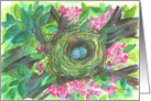 Birds Nest Blue Robin’s Eggs Cherry Blossom card