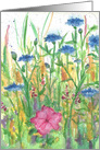 Blue Bachelor Buttons Meadow Flowers Blank card