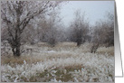 Winter Trees White Frost Blank card