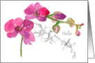 Pink Orchid Flower Hello Greetings Floral Drawing Blank card