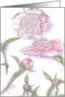 Pink Peony Flower Botanical Drawing Blank card