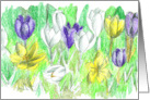 Crocus Flowers Purple Yellow White Pencil Drawing Blank card