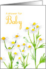 Baby Shower Invitation Chamomile Flowers card