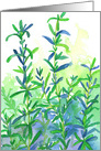 Rosemary Herb Watercolor Plant Blank card