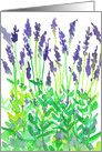 Lavender Flowers Garden Plants Blank card