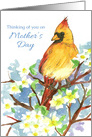 Thinking Of You On Mother’s Day Cardinal Bird Dogwood card