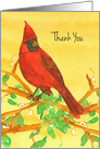 Thank You Cardinal Bird Watercolor Yellow card