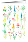 Wildflower Study Indian Paintbrush Lupines Blank card