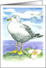 Seagull Birds Sego Lily Lake Painting card