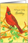 Wishing you a Lovely Birthday Cardinal Bird card