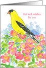 Get Well Wishes Eastern Goldfinch Wildflowers card