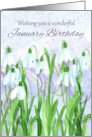 Happy January Birthday Snowdrops Birth Month Flower card