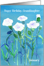 Happy Birthday Granddaughter White Carnation Flowers card