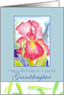 Happy Birthday Granddaughter February Pink Iris Flower Watercolor card