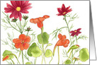 Red Painted Daisy Orange Nasturtium Blank card