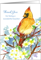 Thank You For Being A Wonderful Teacher Cardinal card
