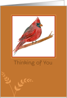 Thinking of You Red Cardinal Bird card
