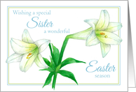 Happy Easter Sister White Lily Flower Drawing card