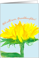 Get Well Soon Grandddaughter Sunflower card
