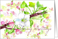 Spring Greetings Apple Blossoms Botanical Illustration card