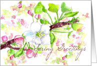 Spring Greetings...