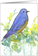 Bluebird on Sagebrush Watercolor Illustration Blank card