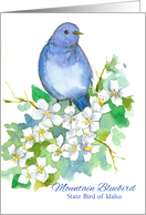 Mountain Bluebird State Bird of Idaho Watercolor Syringa Flower card